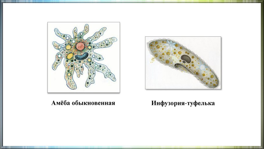 Хламидомонада и эвглена зеленая