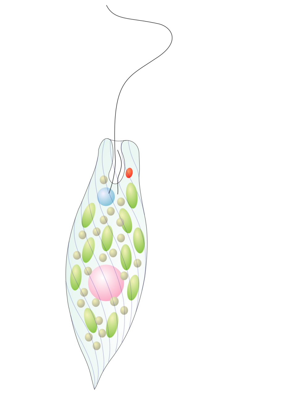 Хромулина (Chromulina)