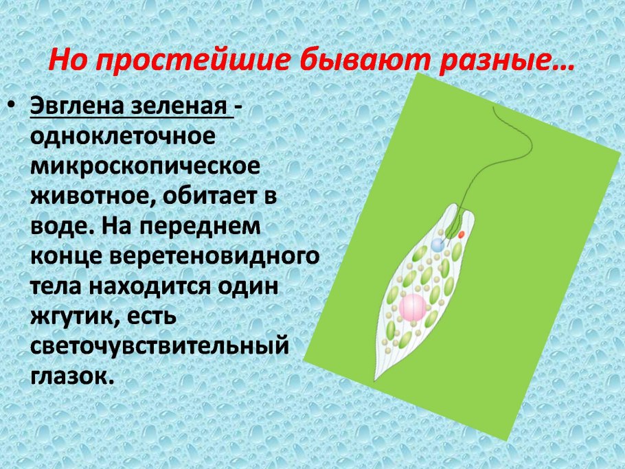 Одноклеточные животные эвглена зеленая