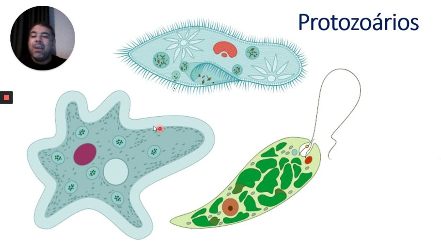 Эвгеленовая водоросли