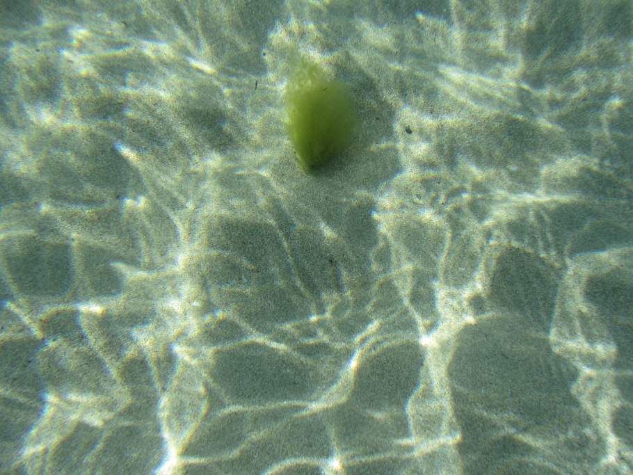 Эвгленовые водоросли