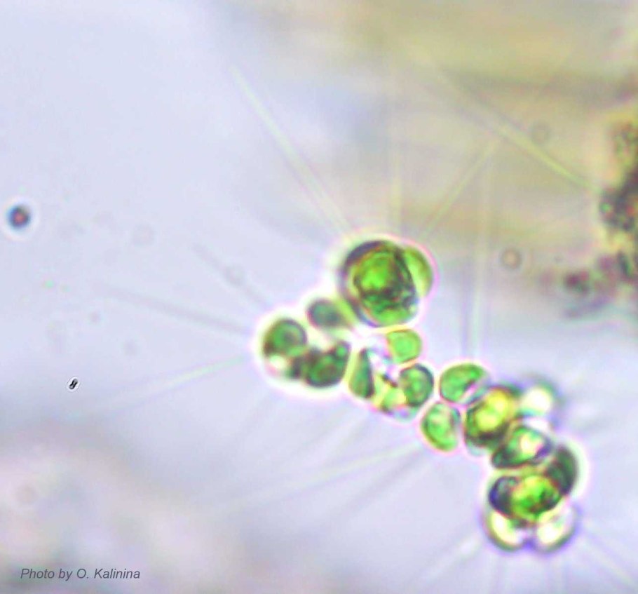 Микроводоросли chlorella vulgaris