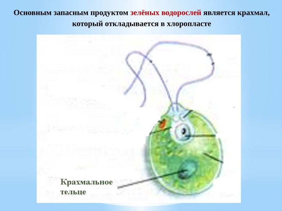 Жгутик эвглены зеленой