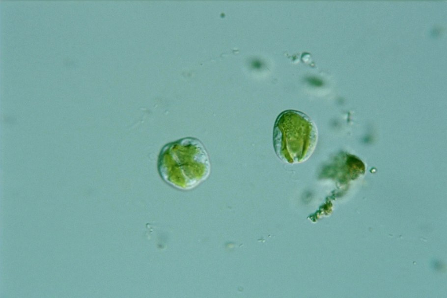 Chromulina rosanoffii