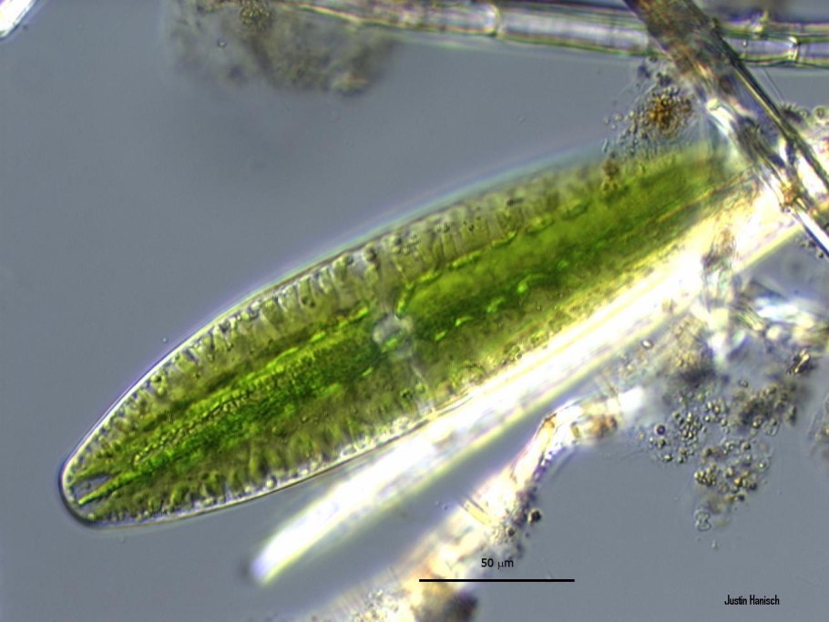 Простейшие одноклеточные организмы амеба