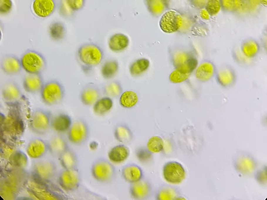 Хлорелла плеврококк