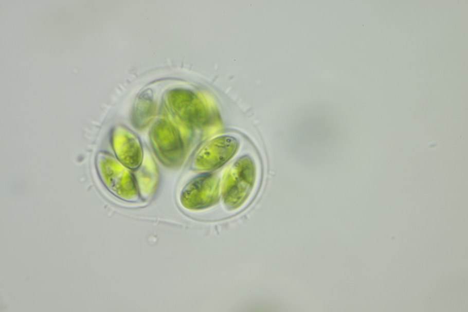 Chlorococcum humicola