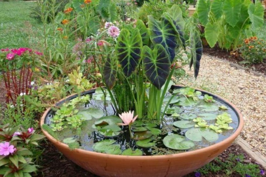 Кувшинка Nymphaea attraction