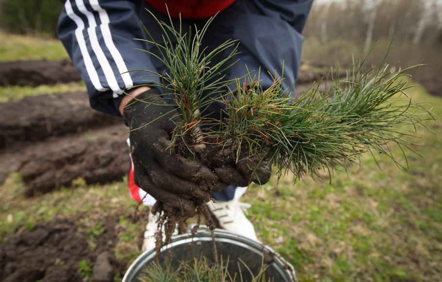 Прополка саженцев