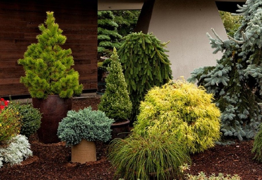 Саженцы кедра на участке