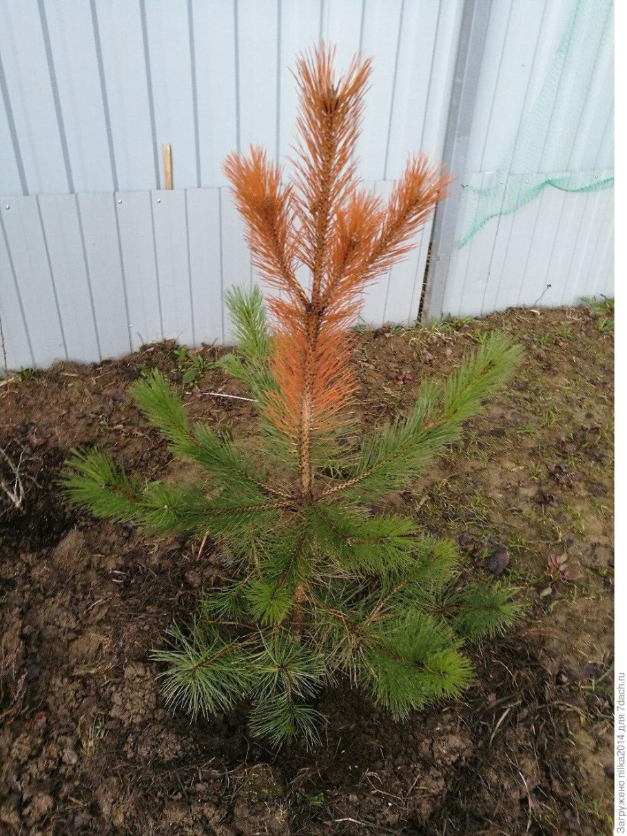 Высадка леса