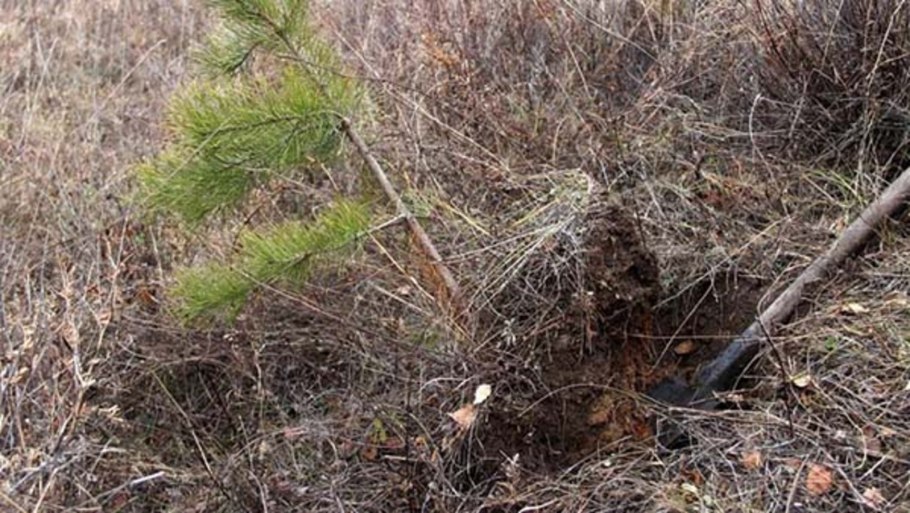 Саженцы сосны на участке