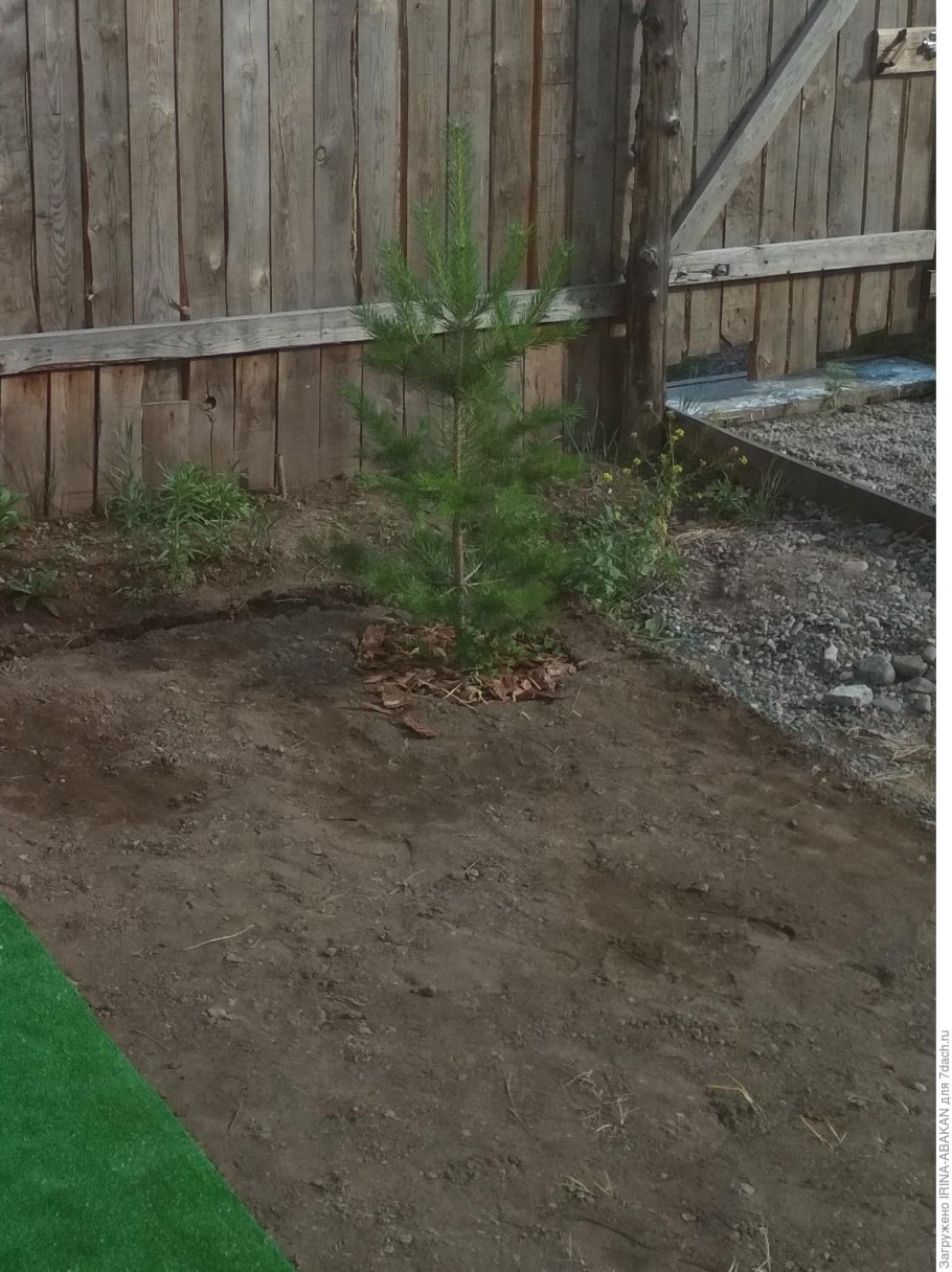 Сосна из леса на дачном участке