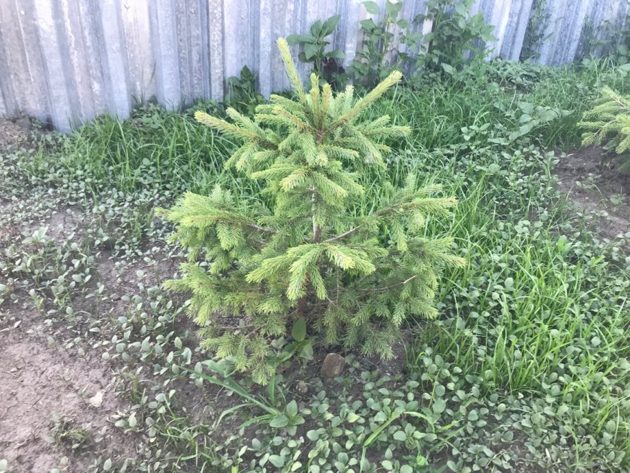 Елки из леса на участке