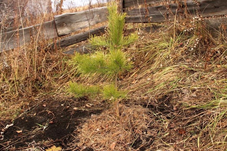 Посадка сосны