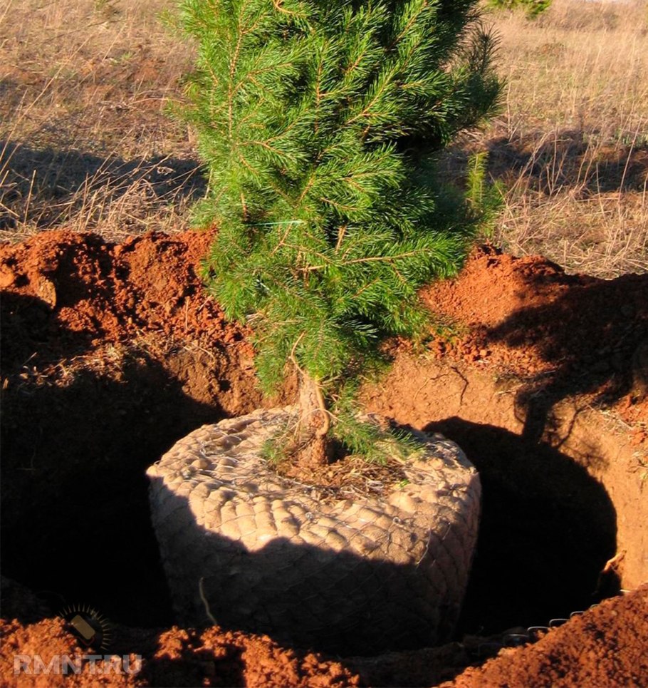 Ель Сибирская питомник