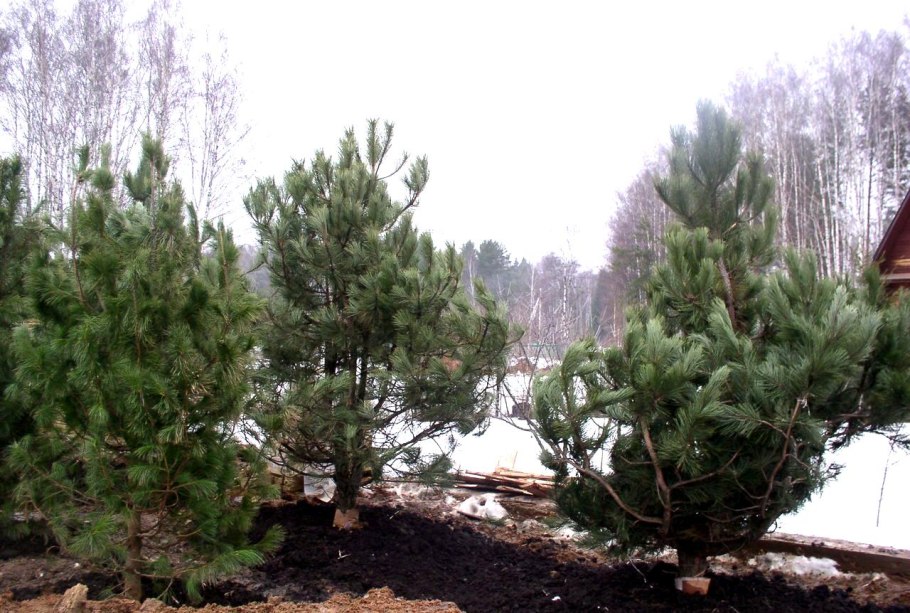 Высадка саженцев кедра