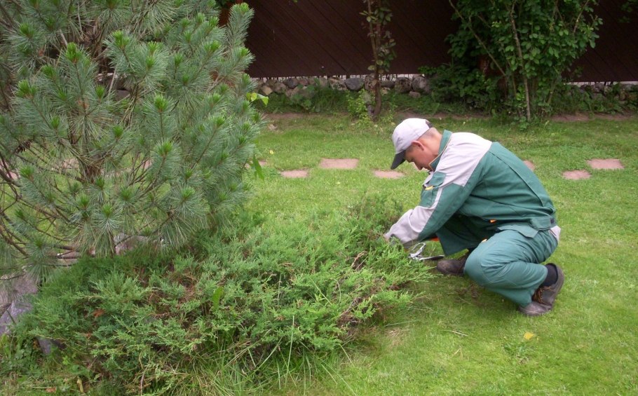 Саженцы кедра зимуют