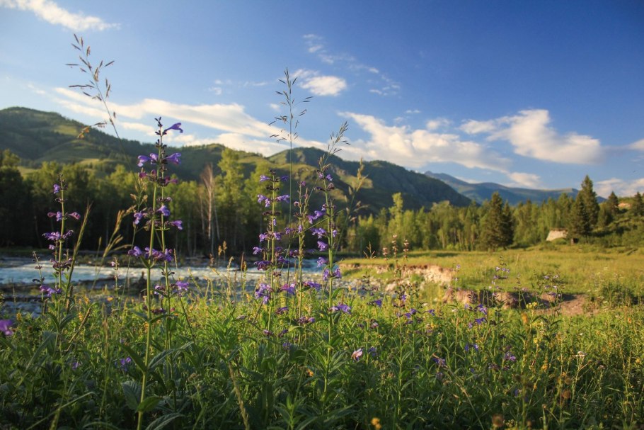 Горный Алтай разнотравье Долина