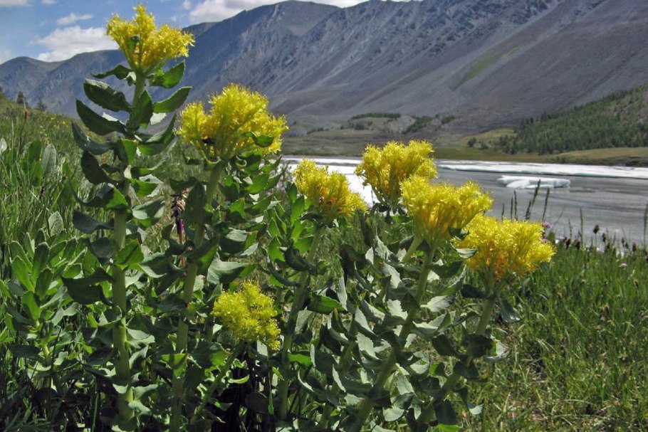 Бадан толстолистный