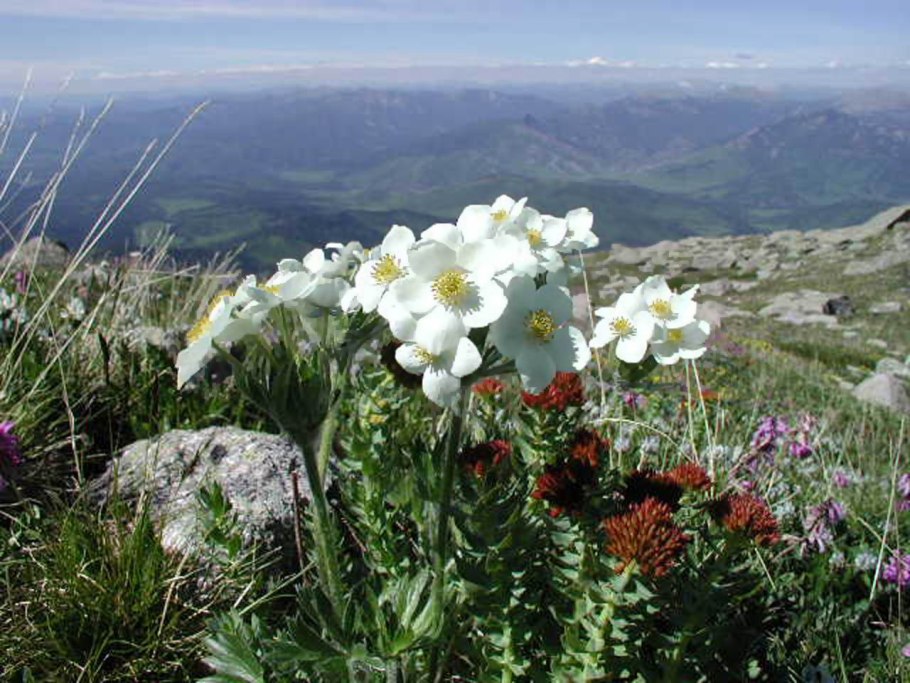 Родиола розовая Rhodiola rosea