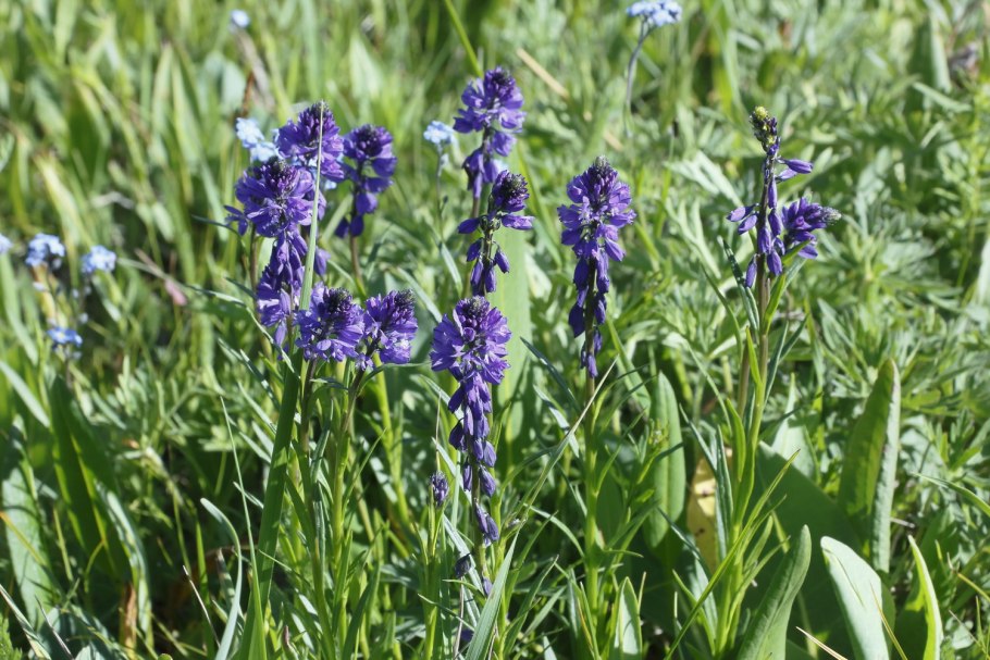 Алтай золотой корень (родиола розовая),