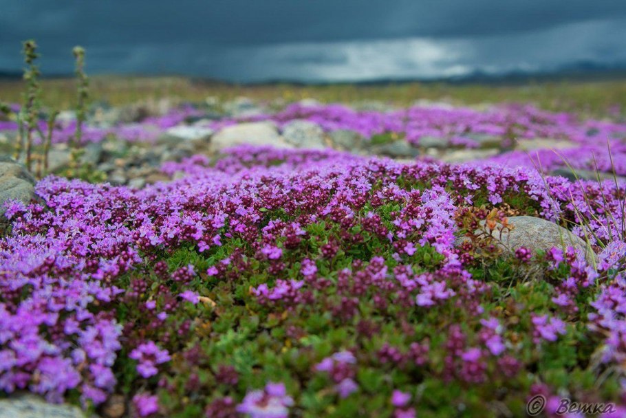 Субальпийские Луга Алтая