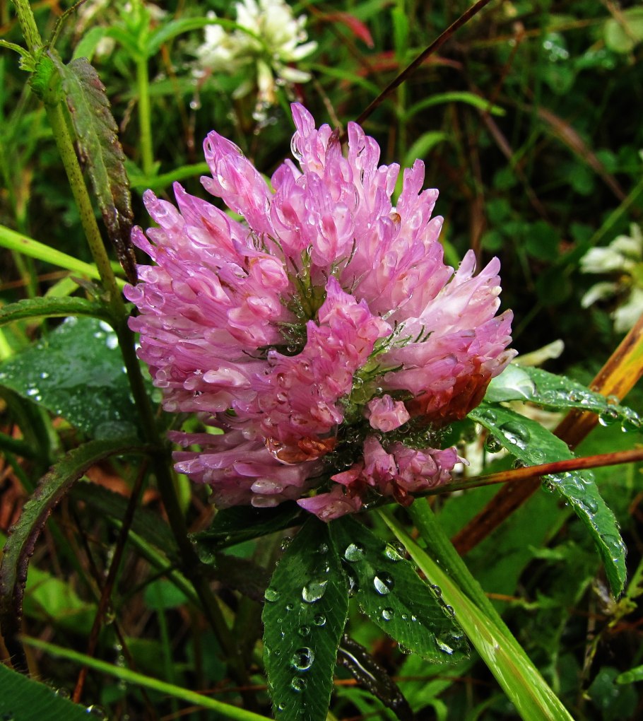 Горный Алтай разнотравье Долина