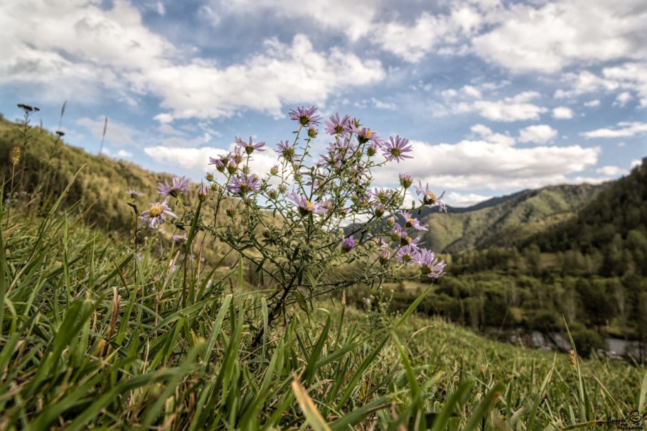 Кузнецкий Алатау кипрей