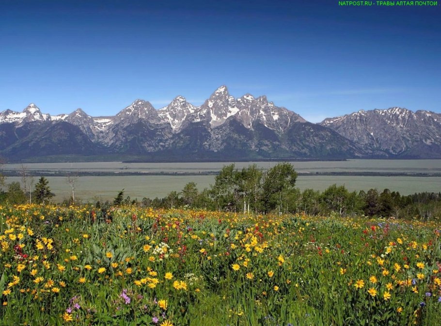 Тайменье озеро Алтай