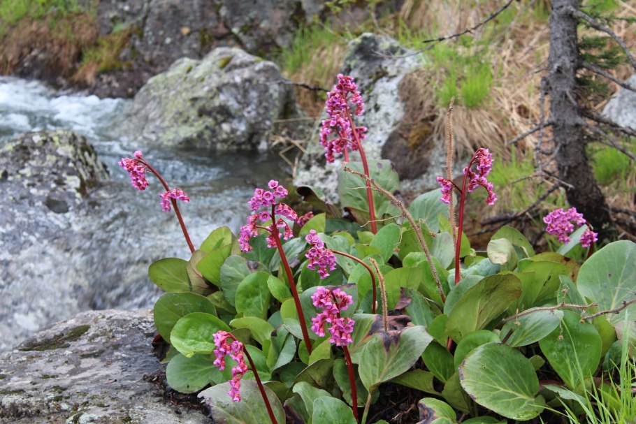 Горный Алтай разнотравье Долина