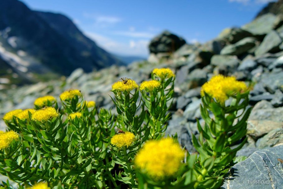 Алтай золотой корень (родиола розовая),