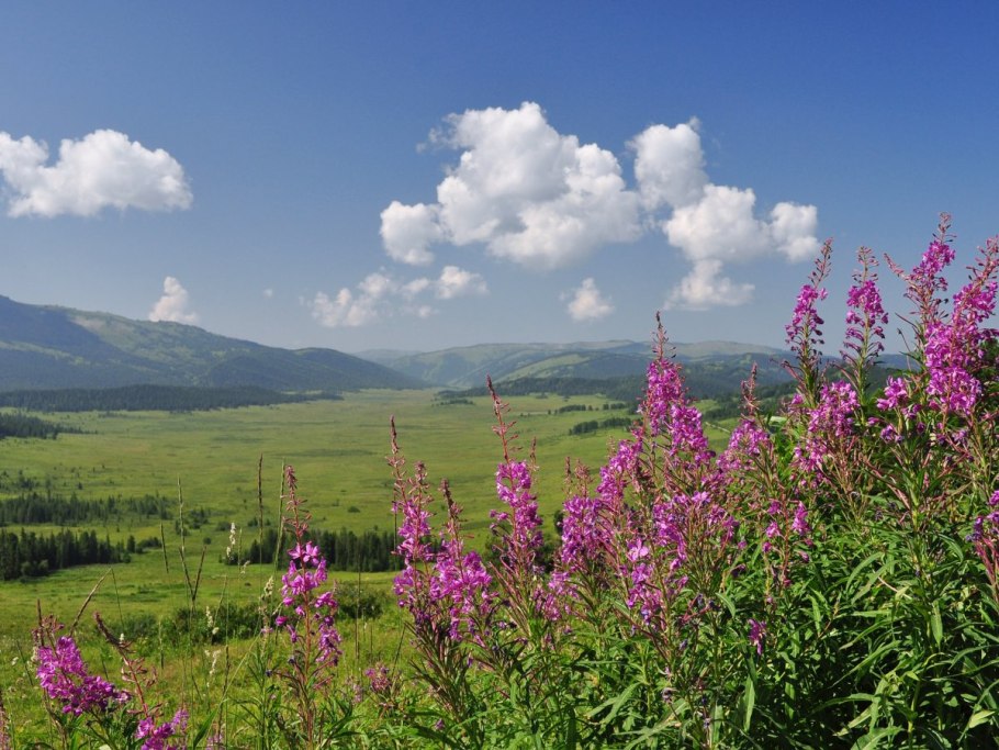 Горечавки Кавказского заповедника