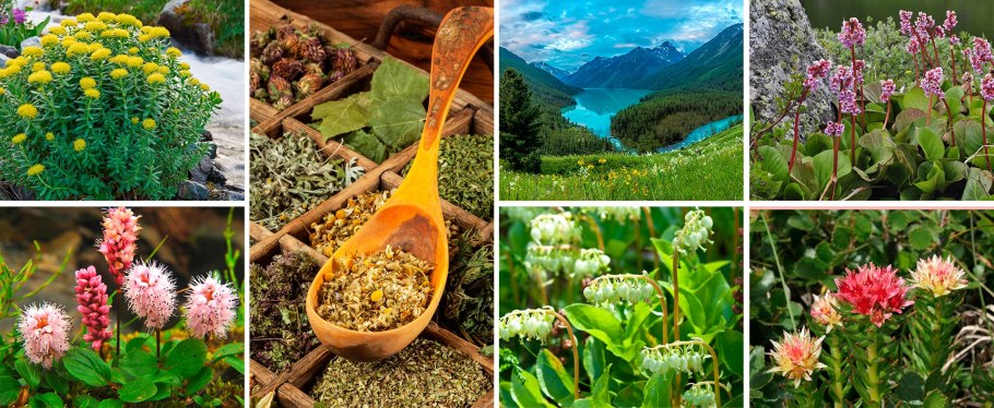 Сибирские травы Алтая