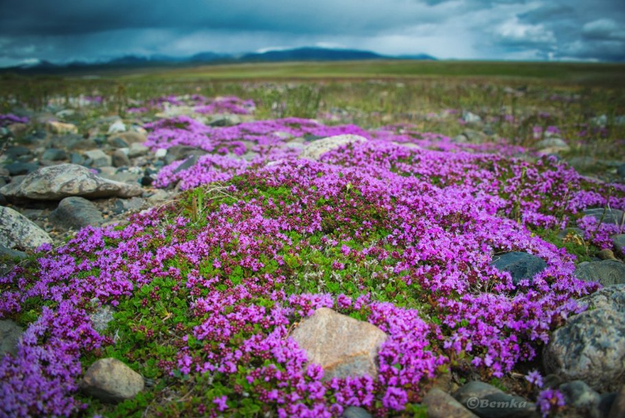 Эндемики Алтая растения