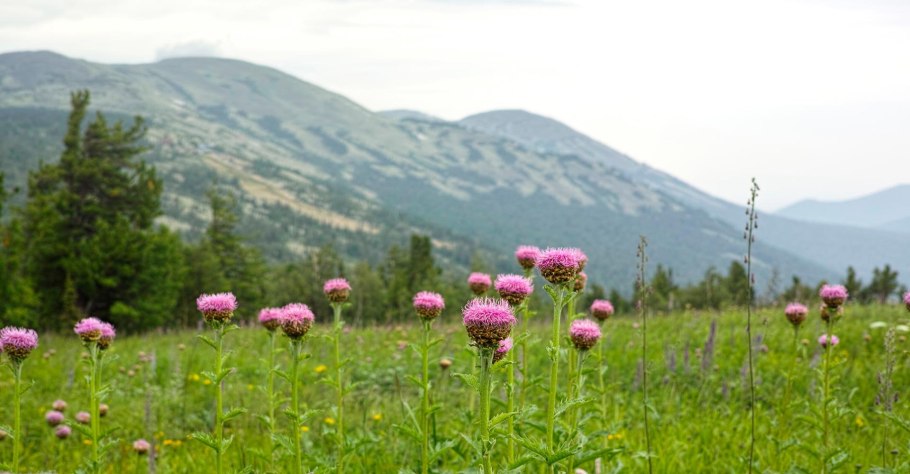 Степные цветы Казахстана