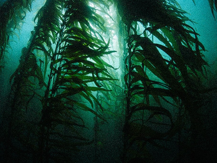Келп водоросли