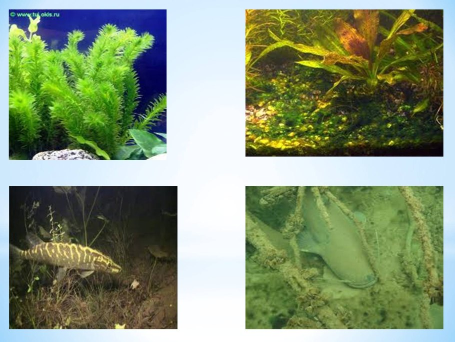 Жизнь в воде подо льдом