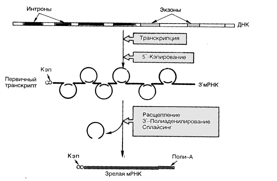 Процессинг матричной РНК схема