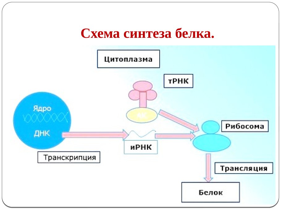 Этапы репликации ДНК схема