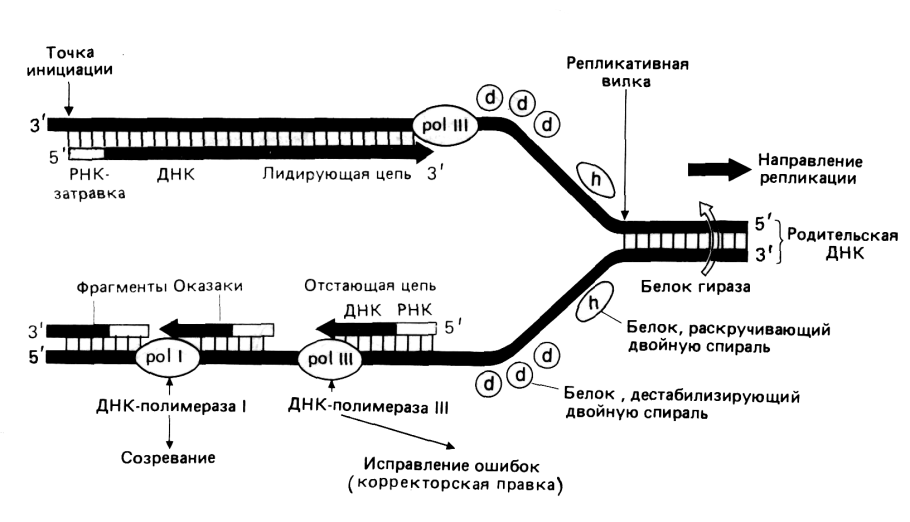 Схема репликации у e.coli