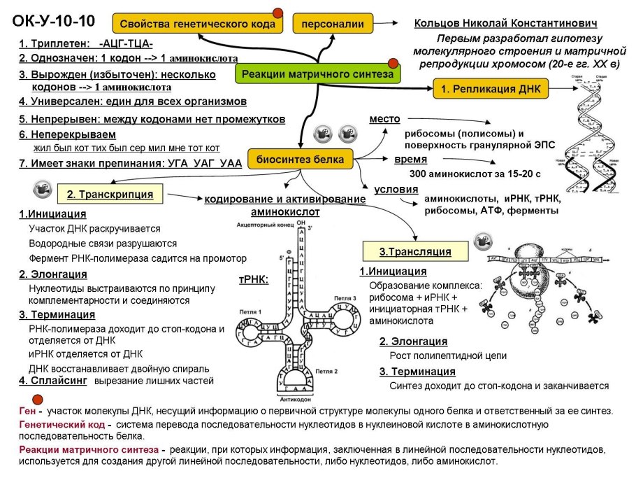 Схема этапы синтеза белка биохимия