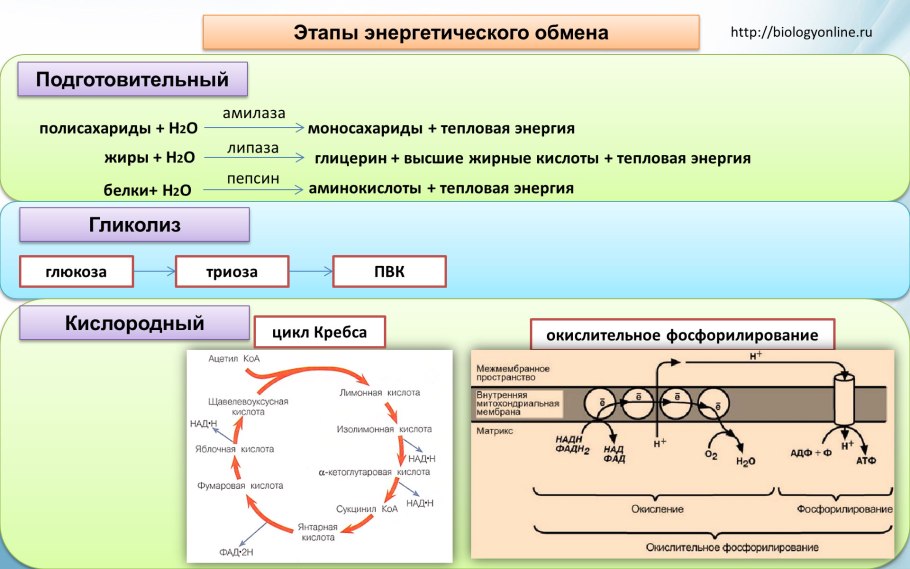 Кислородный этап энергетического обмена схема