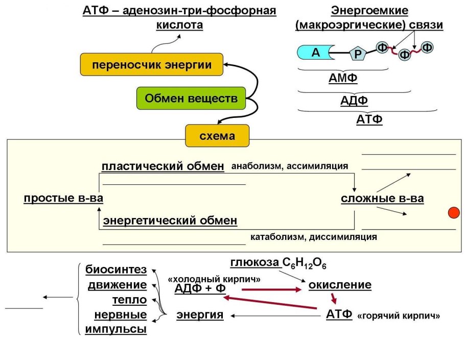 Энергетический обмен веществ схема