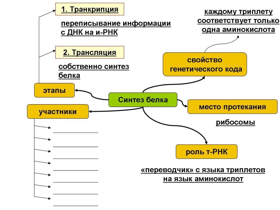 Синтез катехоламинов биохимия из тирозина