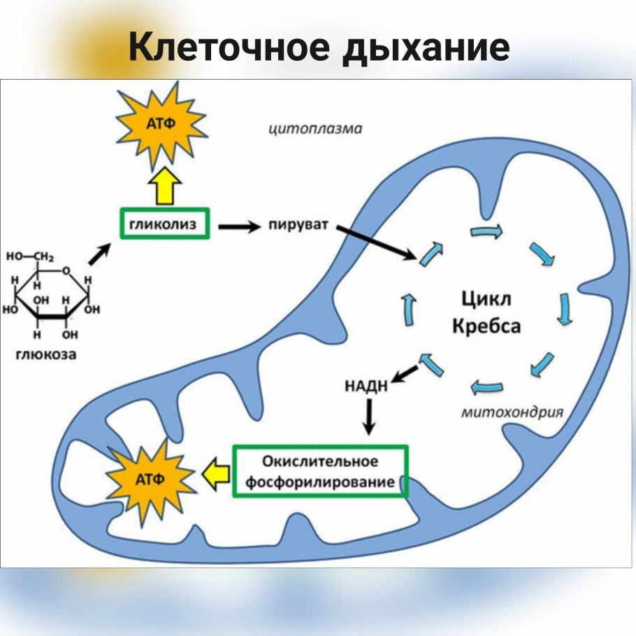 Схема клеточного дыхания в митохондриях