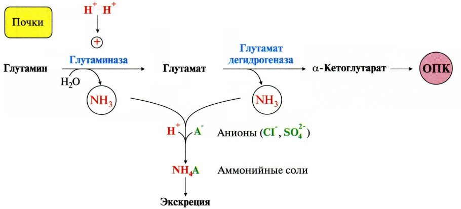 Обмен веществ в митохондрии схема