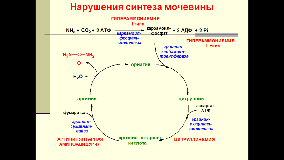 Схема орнитинового цикла
