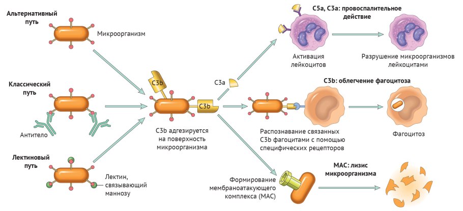 Метаболизм схема анаболизм и катаболизм