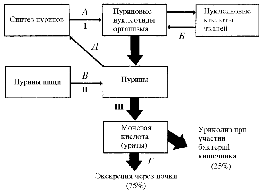 Функциональная система управления движениями Анохин